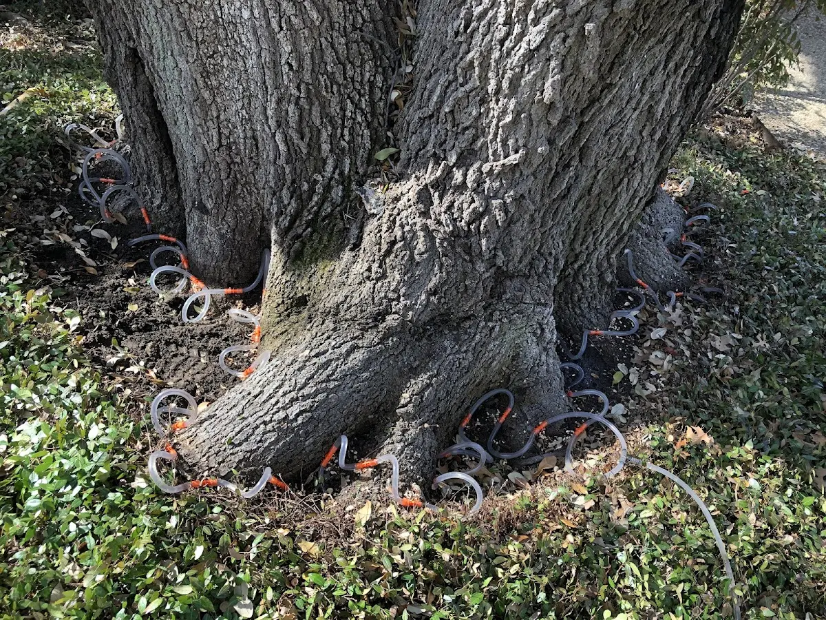 Detailed Tree Cabling and Bracing job site in Karnes City
